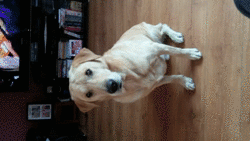 Honden GIF. Dieren Gifs Hond Dans 