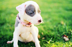 Honden GIF. Dieren Puppy Gifs Hond Pitbull 