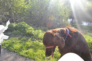 Honden GIF. Dieren Basketbal Gifs Hond 