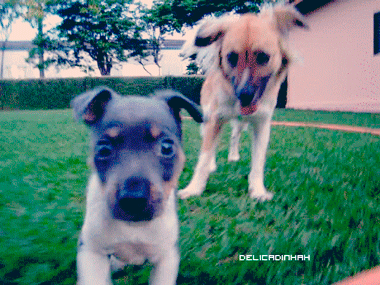 Dieren Gifs Hond oud 