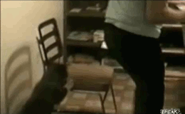 Honden GIF. Dieren Puppy Gifs Hond 