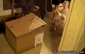 Honden GIF. Dieren Gifs Hond Vrolijkheid 