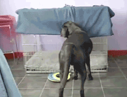Honden GIF. Dieren Kat Gifs Hond Mislukken 
