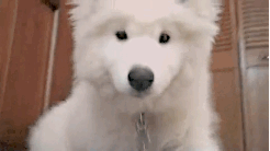 Honden GIF. Dieren Gifs Hond Mopshond Verrassing 