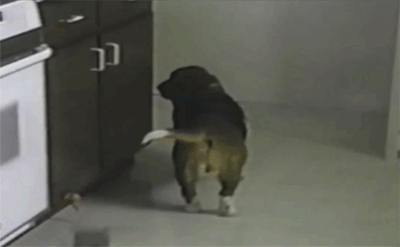 Dieren Tong Gifs Hond 