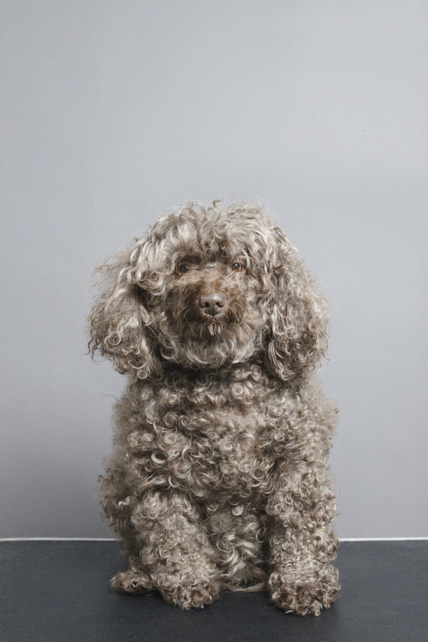 Dieren Puppy Gifs Hond 