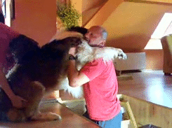 Honden GIF. Dieren Computer Gifs Hond Kijken 