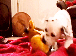 Honden GIF. Dieren Voedsel Gifs Hond Gluiperig 