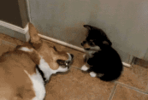 Honden GIF. Dieren Gifs Hond 