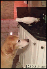 Dieren Gifs Hond dans 