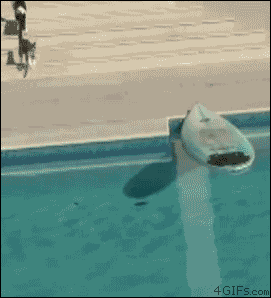 Honden GIF. Dieren Gifs Hond Trucs 