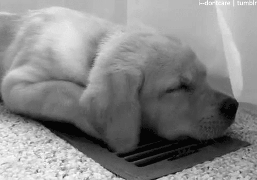 Dieren Baby Gifs Hond wandelaar 