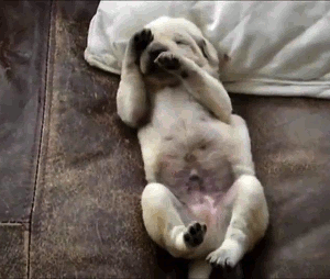Honden GIF. Dieren Gifs Hond Overwinning Surfing 