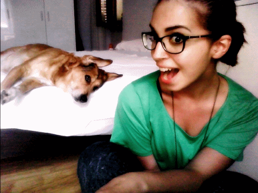 Dieren Gifs Hond deur klop 