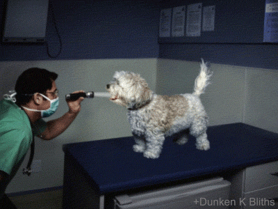 Dieren Schattig Puppy Gifs Hond 