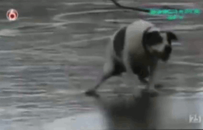 Dieren Basketbal Gifs Hond 