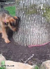 Honden GIF. Dieren Gifs Hond Zeeschildpad 