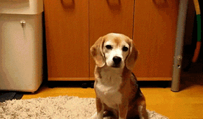 Honden GIF. Dieren Puppy Gifs Hond 