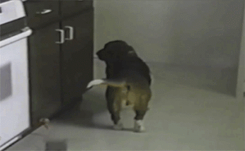Dieren Gifs Hond likken 