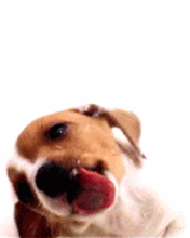 Honden GIF. Dieren Gifs Hond Mopshond 