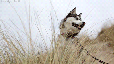 Dieren Puppy Gifs Hond 