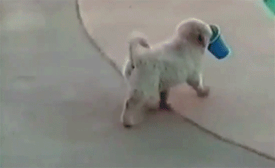 Dieren Gifs Hond 