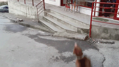 Dieren Gifs Hond mislukken frisbee halen 