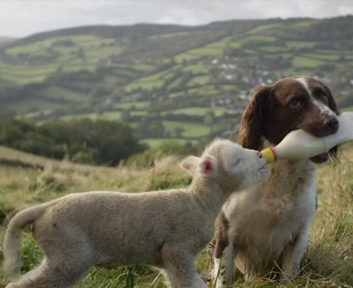 Dieren Yoga Gifs Hond doen 