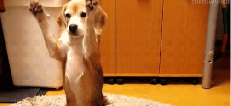 Dieren Zwemmen Zwembad Gifs Hond 