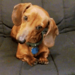 Honden GIF. Dieren Gebit Lucht Gifs Hond Blazer 