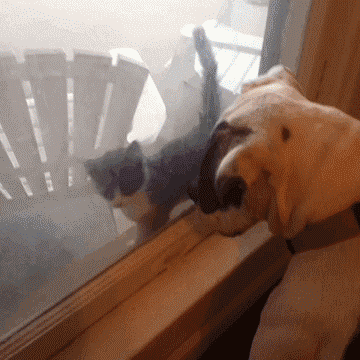 Dieren Kat Gifs Hond mislukken 