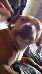 Honden GIF. Dieren Puppy Gifs Hond 