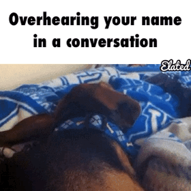 Honden GIF. Dieren Zonnebril Gifs Hond Jumping 