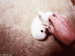 Honden GIF. Dieren Gifs Hond Spiegel Schroef 