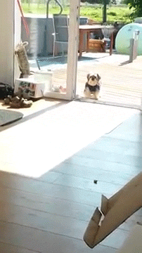 Dieren Gifs Hond zoute+krakeling 