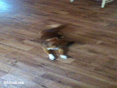 Dieren Gifs Hond zittend meubilair 