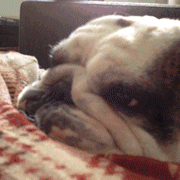 Honden GIF. Dieren Gifs Hond Verbazingwekkend 