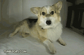 Honden GIF. Dieren Gifs Hond Het+eten 