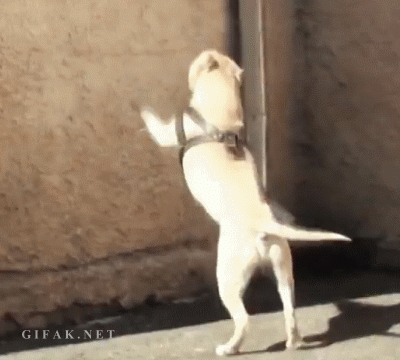 Dieren Gifs Hond Mopshond 