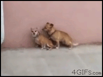 Honden GIF. Dieren Gifs Hond Mislukken Geslacht 