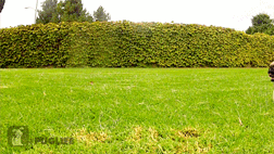 Honden GIF. Dieren Gifs Hond Wenkbrauwen 