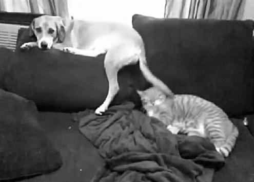 Dieren hersenen Gifs Hond lus gelukkig 
