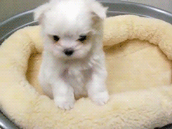 Honden GIF. Dieren Puppy Gifs Hond 