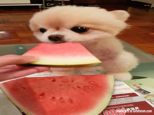 Dieren Snoep Gifs Hond 