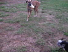 Honden GIF. Dieren Gifs Hond Koel Drama 