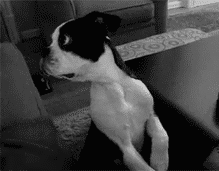 Honden GIF. Dieren Jongen Gifs Hond 