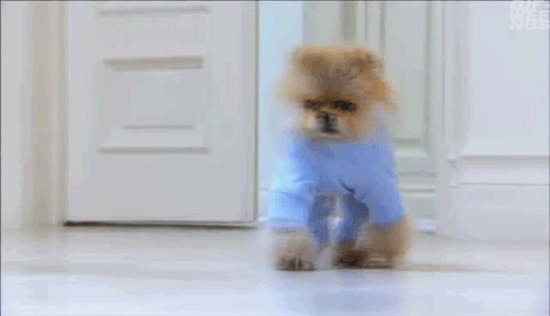 Dieren Grappig Schattig Gifs Hond lopend 