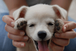 Honden GIF. Dieren Gifs Hond Jumping 