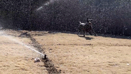 Honden GIF. Dieren Gifs Hond Mopshond Verrassing 