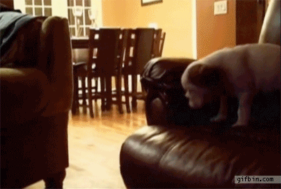 Dieren Gifs Hond koel drama 
